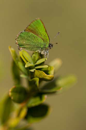 randonnée-famille-gorges-du-verdon-faune