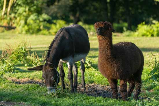 vacances-famille-nature-animaux