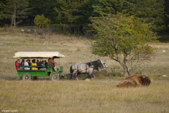 vacances-nature-famille-animaux