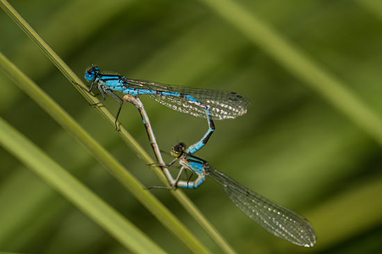 lac-chavillon-libellule