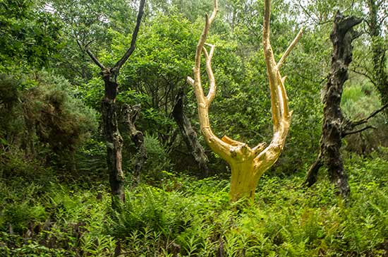 Forêt de Brocéliande en famille: 14 balades et visites à faire randonnée-brocéliande-val-sans-retour