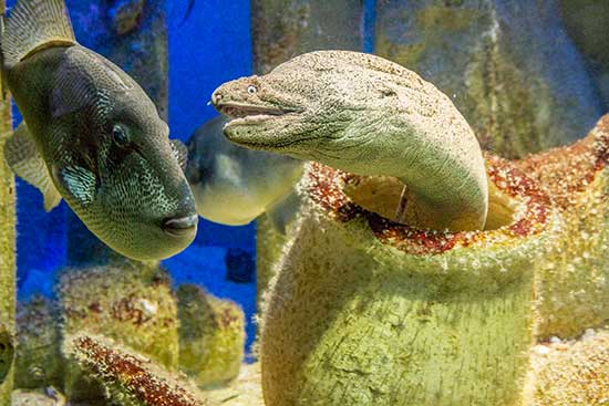 visite-aquarium-saint-malo-murene