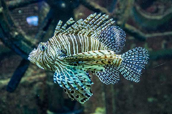Visite de l’aquarium de Saint Malo en famille visite-aquarium-saint-malo-rascasse