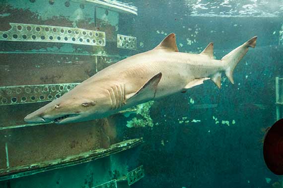 visite-aquarium-saint-malo-requin
