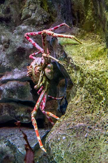 visite-aquarium-saint-malo