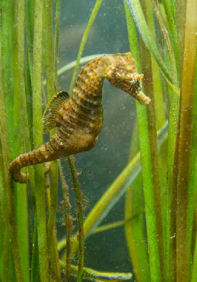 visite-aquarium-st-malo