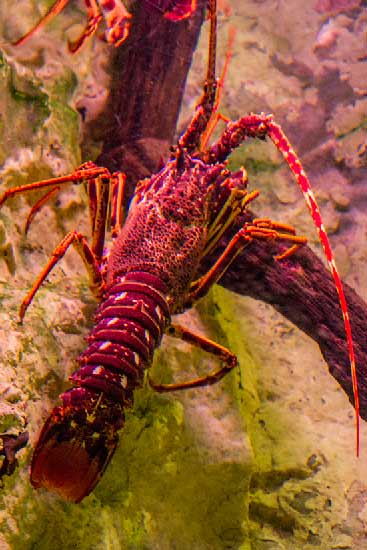 visiter-aquarium-saint-malo