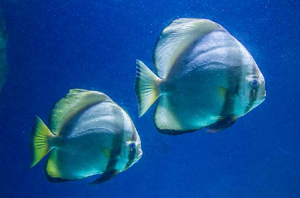 visiter-aquarium-st-malo