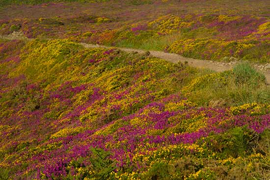 cap-fréhel-randonnée