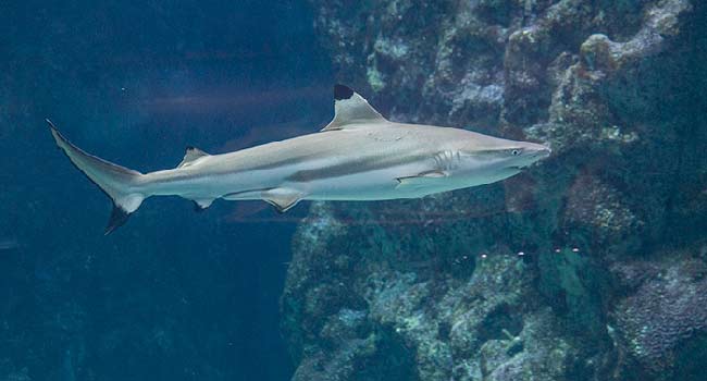 durée visite océanopolis brest