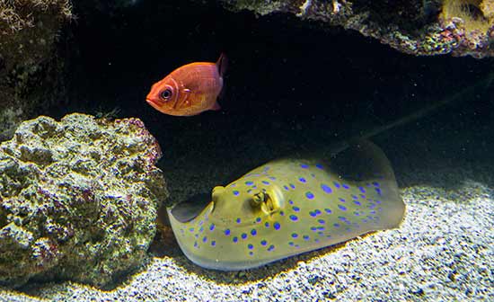 océanopolis-brest-temps-de-visite