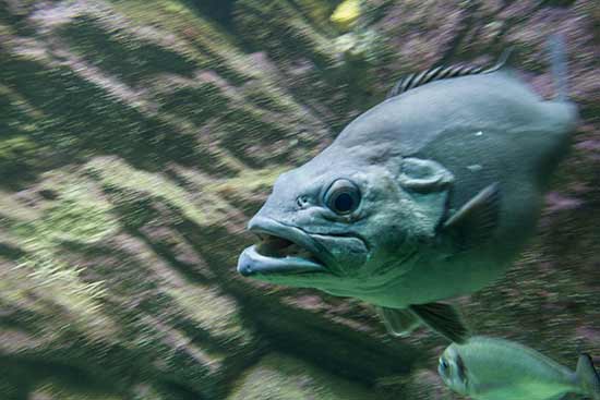 oceanopolis-brest-visite