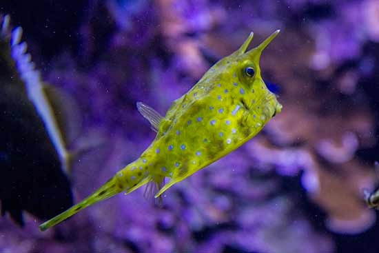 Visite de l’Océanopolis de Brest en famille oceanopolis-brest