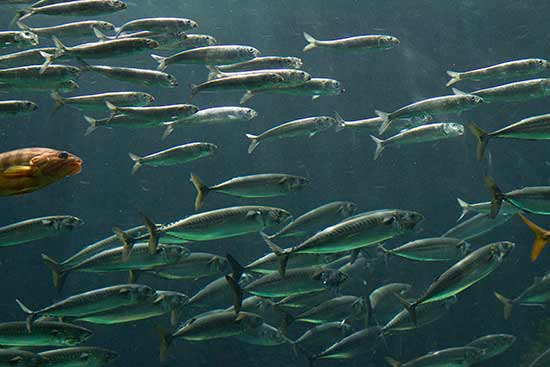 visite-oceanopolis-brest-en-famille