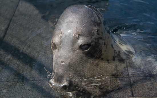 visite-oceanopolis-brest-phoque