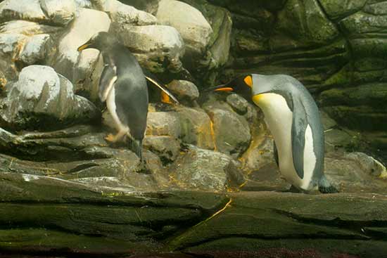 visite-oceanopolis-brest