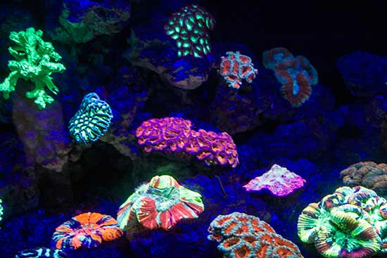 visiter-oceanopolis-brest