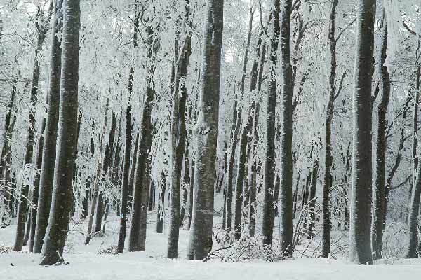 ARBRES-recouverts-de-neige-vercors