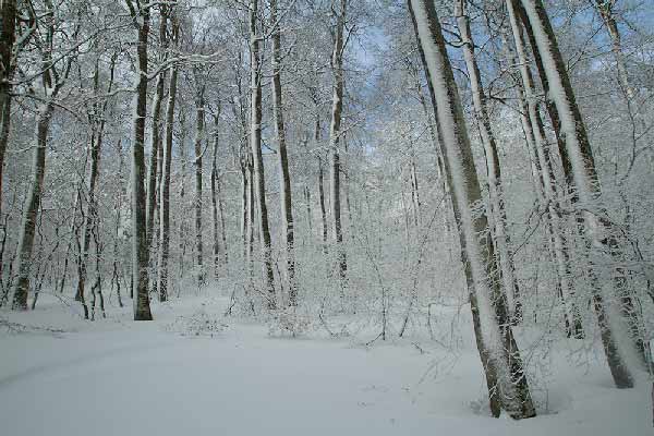 ARBRES-sous-neige-vercors