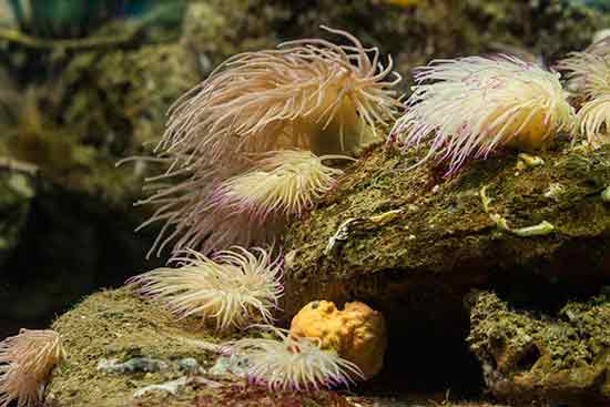 Aquarium-barcelone-anémone