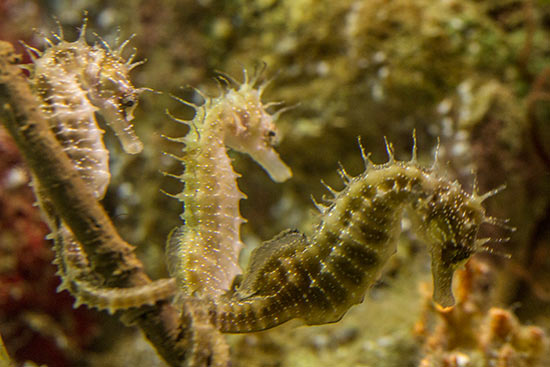 Aquarium-barcelone-hippocampe