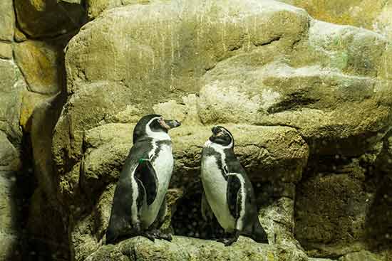 Aquarium-barcelone-manchots