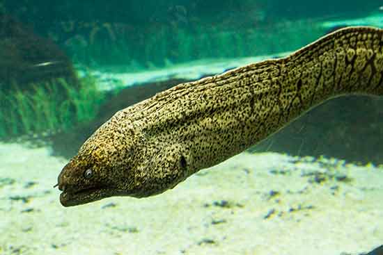 Aquarium-barcelone-murène
