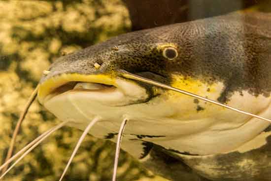 Aquarium-barcelone-poisson-barbu