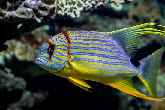 Aquarium-barcelone-poisson-coloré