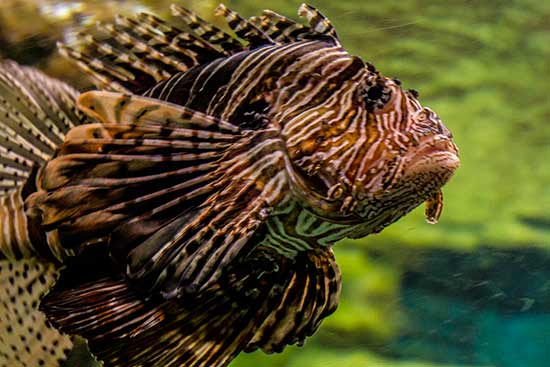 Aquarium-barcelone-poisson-zébré