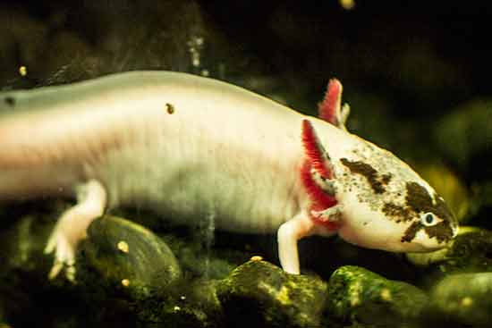 Aquarium-barcelone-poisson
