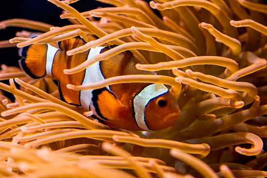 poisson-clown-oceanorium-lisbonne