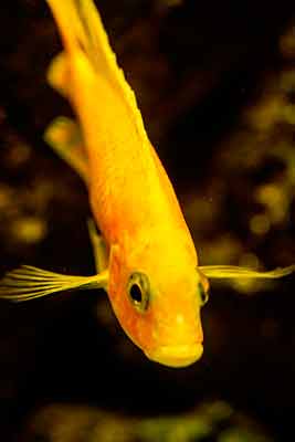 poisson-jardin-botanique-edimbourg