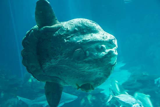 poisson-lune-oceanorium-lisbonne