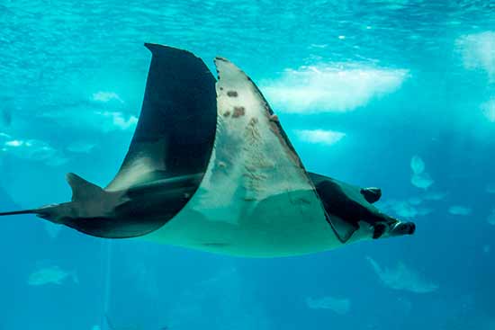 raie-oceanorium-lisbonne