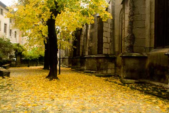 rue-et-arbre-chambéry-savoie