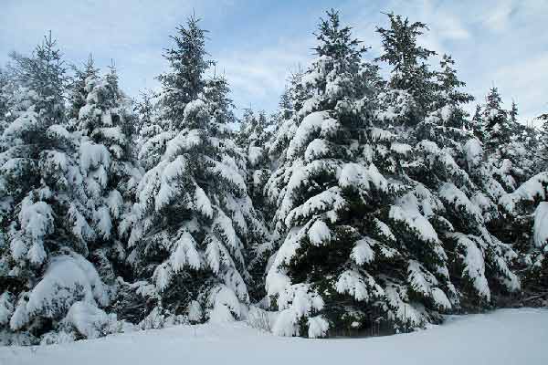sapin-sous-neige-vercors