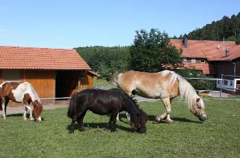 sejour-familial-a-la-ferme-foret-noire