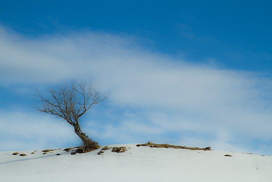 arbre-dans-neige-bauges