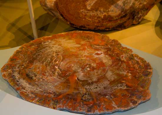 arbre-pétrifié-museum-de-grenoble