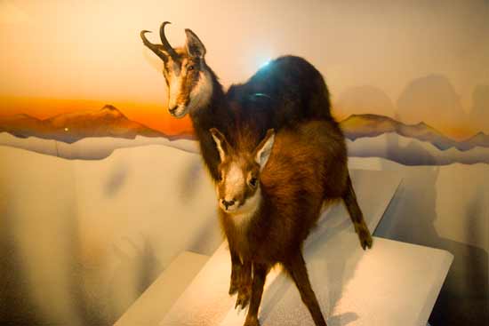 chamois-museum-de-grenoble