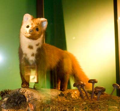 martre-musée-de-grenoble