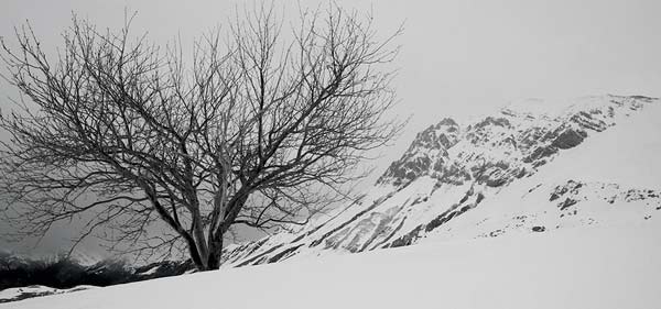 montagne-savoie-sous-neige-avec-arbre