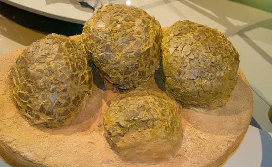 oeuf-dinosaure museum-de-grenoble