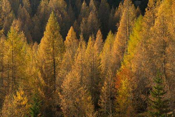 rando-Slemenova-Spica