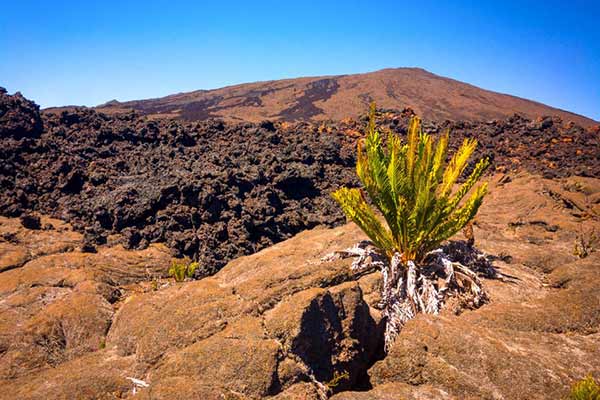 Voyage à La Réunion en famille au paradis de la nature que-faire-à-la-réunion-en-famille