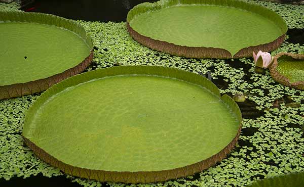 chaussée-des-géants-belfast