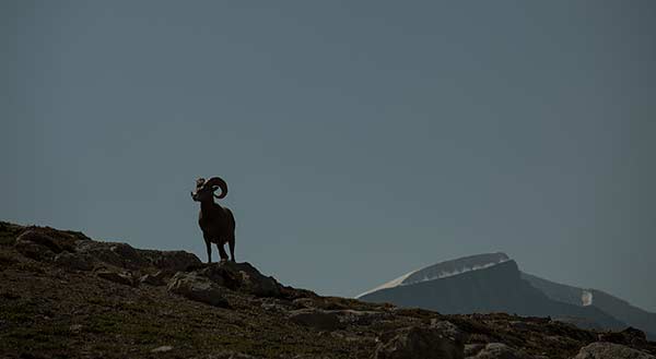 rocheuses-canada-mouflon