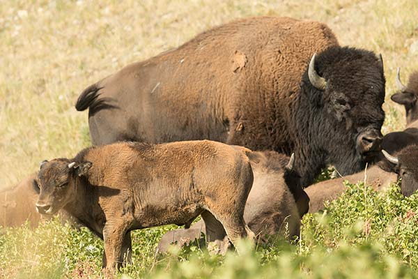 rocheuses-canadiennes-bison