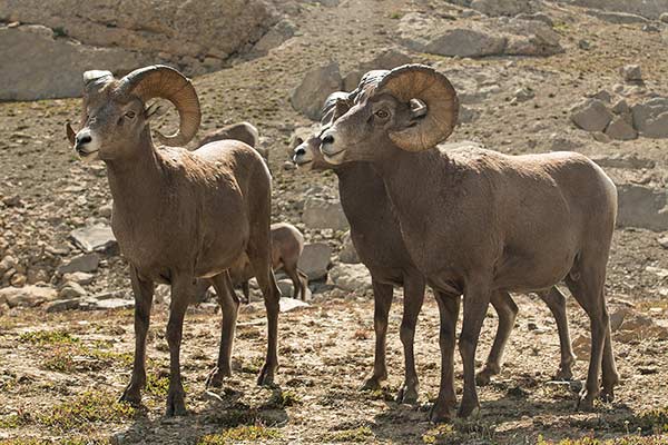 rocheuses-canadiennes-mouflon